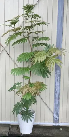 希少♡斑入り♡エバーフレッシュ♡ネムの木♡観葉植物♡インテリア