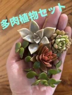 2026年最新】ポーチュラカリア アフラの人気アイテム - メルカリ