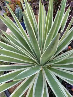 nekoze様 リクエスト 2点 まとめ商品