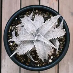 2026年最新】ディッキアの人気アイテム - メルカリ