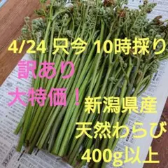 ⑬4/24 新潟県産 天然わらび 400g以上