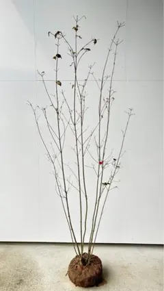 SNY 特大 良形 良株 株立 ヤマボウシ 241 樹高2.3m位 SNY様専用 特大 良形 良株 株立 ヤマボウシ 241 樹高2.3m位