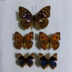 2025年最新】標本 オオムラサキの人気アイテム - メルカリ