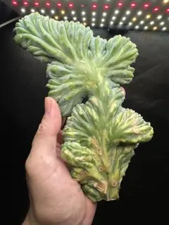 やくも様 リクエスト 2点 まとめ商品