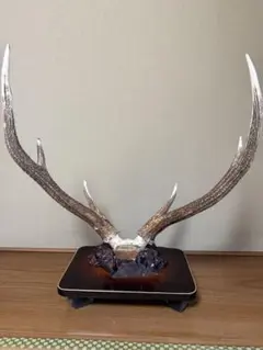 2026年最新】鹿 標本の人気アイテム - メルカリ