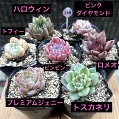 多肉植物　綴化セット　ピンクジェニー 大人気 多肉植物 エケベリア ピンクジェニー 超美苗 レア種 多肉植物