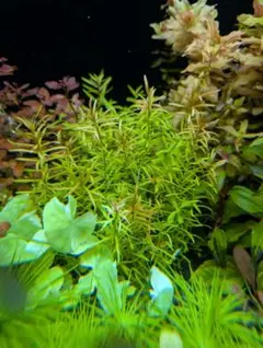 ロタラマクランドラグリーン 15本 水中葉 無農薬 無害虫 - メルカリ