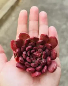 桃栗子様 リクエスト 2点 まとめ商品