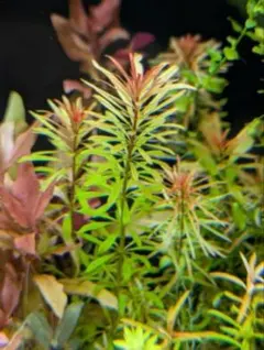 メルカリ便 メタピンネイト水中葉1本 水草 ADA 水槽 - メルカリ