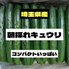 ★朝採れキュウリ★A等級✨コンパクトいっぱい✨のサムネイル