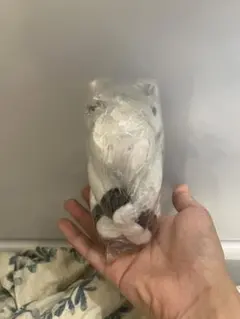 アイドルホース ソダシ メイクデビュー函館 Sサイズ