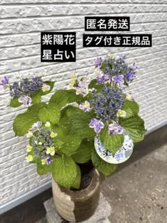 笹様専用出品❗ヤマアジサイ苗イヨテマリ錦他斑入りナデシコ咲き苗