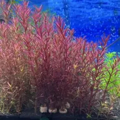 郵送 アラグアイアパープルバコパ水中葉1本 水草 ADA 水槽 - メルカリ