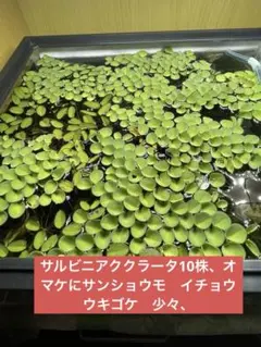 アロカシア ククラータ クリンクル アルボ アロカシア ククラータ クリンクル アルボ - メルカリ
