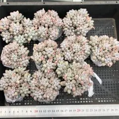 ぷ*く様 多肉植物 10個 2026-0512-MLJP-014 ベビーフィンガ