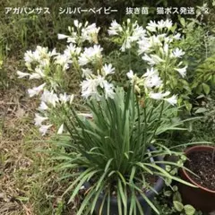 アビー様 リクエスト 2点 まとめ商品