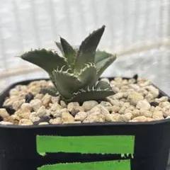 2026年最新】悪魔くん アガベの人気アイテム - メルカリ