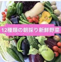 12種類の朝採り新鮮野菜詰め合わせ　80サイズのサムネイル
