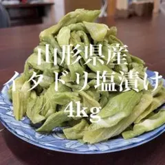 山形県産 イタドリ塩漬け　4kg(1kg×4袋) 山菜　野菜　塩蔵のサムネイル