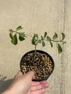 コミフォラ sp pv2597 commiphora pv 2597 - メルカリ