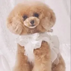 ペットパラダイス cherircouture フリフリハーネス サイズ4S - メルカリ