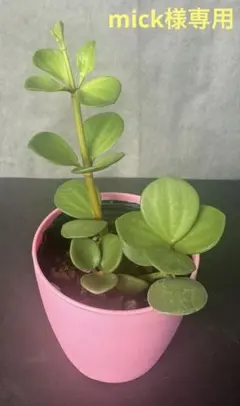 mick様 リクエスト 2点 まとめ商品