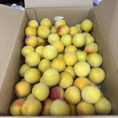 梅干しに最適‼️木熟南高梅 大玉小傷あり3Lサイズ 5kg みかんキング 