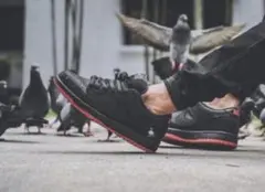 NIKESBDUNKLOWTRDQS ブラックピジョン26cm NIKESBDUNKLOWTRDQS ブラックピジョン26cm NIKESBDUNKLOWTRDQS