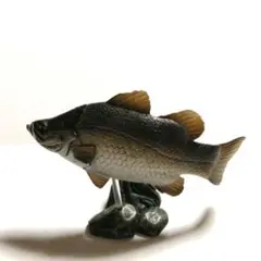 【Yujin】 原色淡水魚図鑑 Ⅰ 「アカメ」