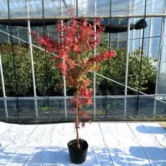 モミジ 金隠｜オオイタヤメイゲツ系 H40cm前後 紅葉 カエデ 苗木 選抜