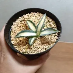 那智の輝き 大株 親株 那智の輝き 大株 親株 成長記録]アガベ・アメリカーナ・那智の