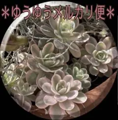 2026年最新】子持ち蓮華錦 鏡花の人気アイテム - メルカリ