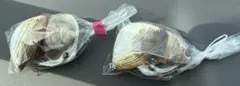 天然貝殻 2個セット インテリア オブジェ