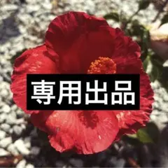 専用出品
