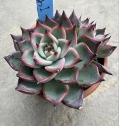 2025年最新】おらいさん苗 青札の人気アイテム - メルカリ