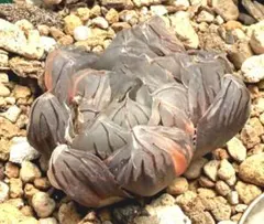 微根発根済‼️極上班‼️多肉植物 ハオルチア オブツーサ錦 水中月錦 抜き苗５１２のサムネイル