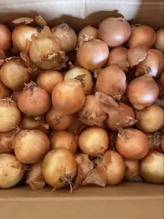 みぃ様専用　北海道　北見産　玉ねぎ　２０キロ　Sサイズ　低農薬　オホーツク222