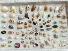 #504貝殻セット