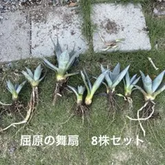 屈原の舞扇　8株セットのサムネイル