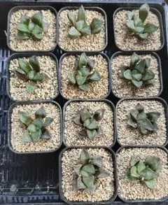 多肉植物 ハオルチア 裏般若x玉玲瓏 実生未繁殖苗 7cm鉢 未来立派苗 多肉植物 ハオルチア 裏般若x玉玲瓏 実生未繁殖苗 7cm鉢 未来立派