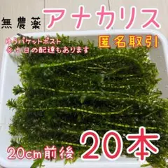 【専用ページ】天然 アナカリス、1000本【超メルカリ市価格】 2026年最新】アナカリスの人気アイテム - メルカリ