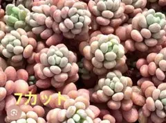 多肉植物 7カット ストロベリーカラー パープルヘイズ セダム