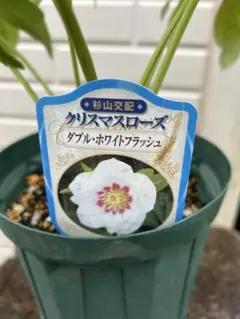 6666様 リクエスト 2点 まとめ商品