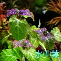 ピコニャン様 リクエスト 4点 まとめ商品