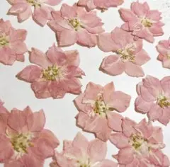 押し花 NO.351 千鳥草色々 - メルカリ