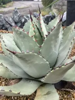 2025年最新】オバティフォリア ハイブリッドの人気アイテム - メルカリ