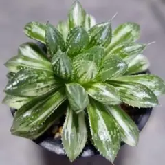 D25 多肉植物 ハオルチア 涙雫錦 糊斑 縞斑 極上斑 9株セット /検