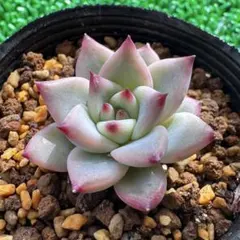 2026年最新】コロラータの人気アイテム - メルカリ