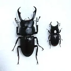 昆虫標本 コクワガタ、ネブトクワガタ
