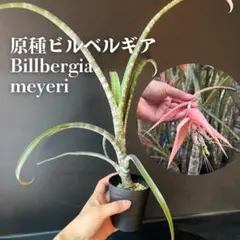 【希少】原種 ビルベルギア・メイエリ 山採り親株由来 実生株のサムネイル